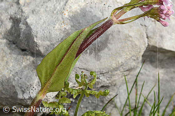 Foto: Berg-Baldrian (Valeriana montana). Blattunterseite.