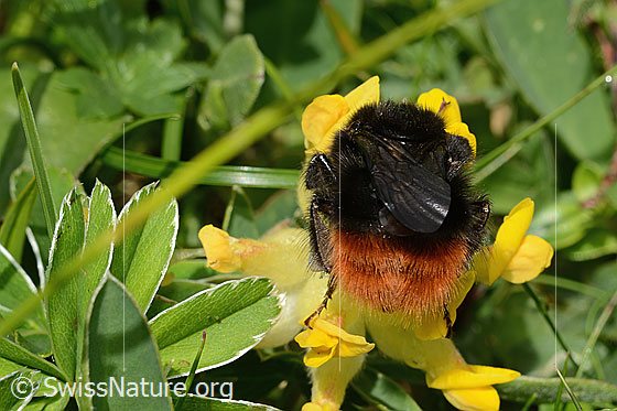 Foto: Bergwald-Hummel (Bombus wurflenii) an Alpen-Wundklee (Anthyllis vulneraria ssp. alpestris). Länge 13 - 22mm. Ansicht von hinten.