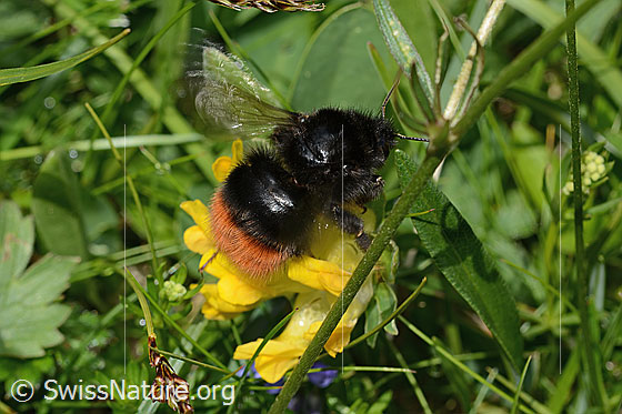 Photo: Bombus wurflenii on Anthyllis vulneraria ssp. Alpestris. Length 13 - 22mm. View from diagonally above.