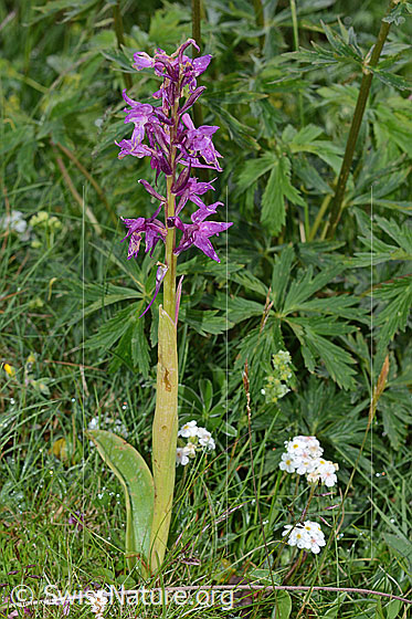 Photo: Orchis mascula. Whole plant (habiti).