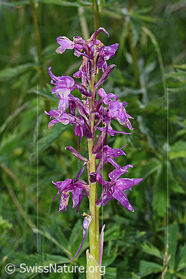 Photo: Orchis mascula. Inflorescence.