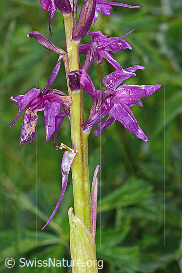 Photo: Orchis mascula. Blossoms.