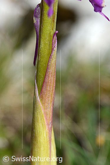 Photo: Orchis mascula. Stem and bracts.