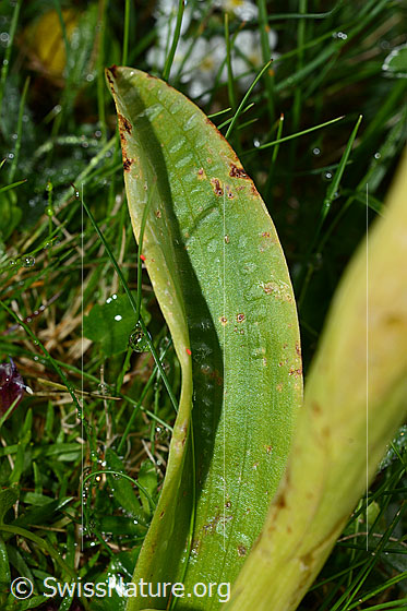 Photo: Orchis mascula. Leaf.