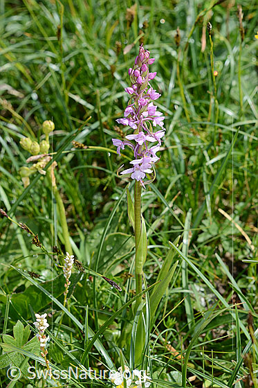Photo: Gymnadenia conopsea. Whole plant (habiti).