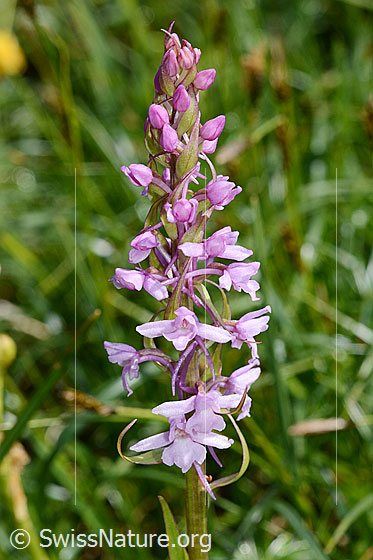 Foto: Langspornige Handwurz (Gymnadenia conopsea). Blütenstand.