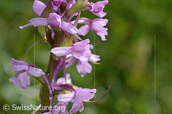 Foto: Langspornige Handwurz (Gymnadenia conopsea). Blüten.