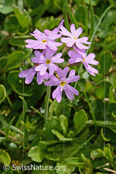 Photo: Primula farinosa. Blossoms.