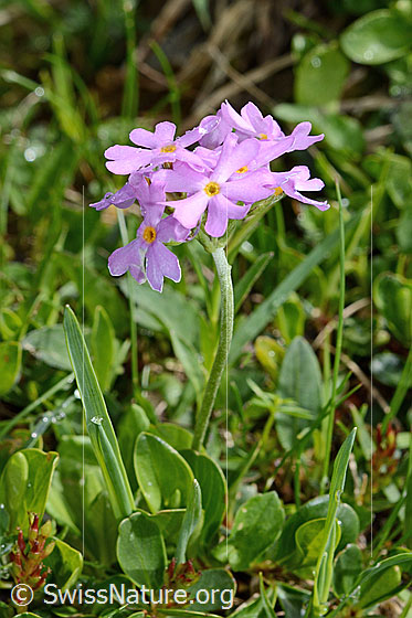 Photo: Primula farinosa. Whole plant (habiti).