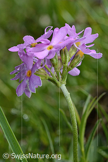 Photo: Primula farinosa. Inflorescence. View from the side.