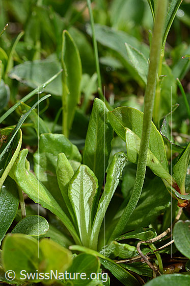 Photo: Primula farinosa. Leaves and stem.