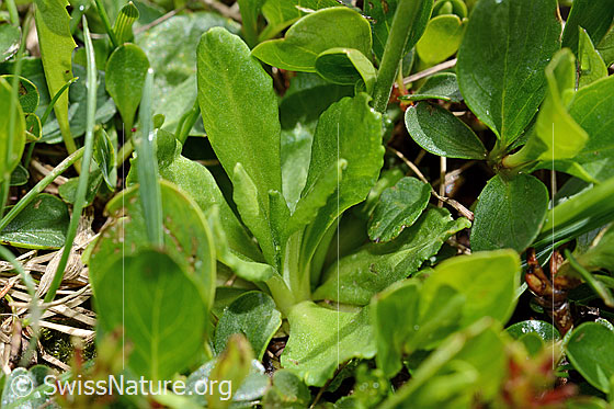 Photo: Primula farinosa. Leaves.