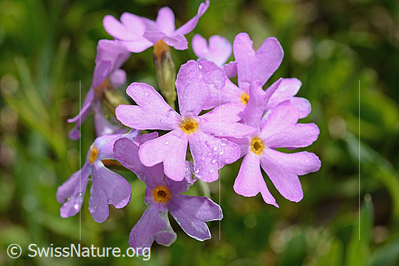Photo: Primula farinosa. Blossoms.