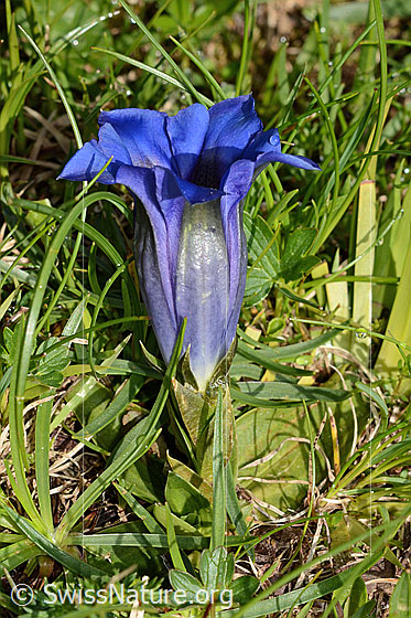 Photo: Gentiana clusii. Whole plant. View from the side.