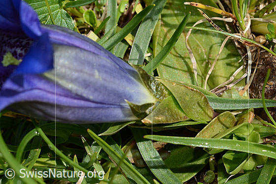 Photo: Gentiana clusii. Calyx.