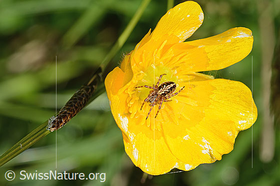 Foto: Wahrscheinlich Eichblatt-Radspinne (Aculepeira ceropegia) in Blume. Ansicht von oben.