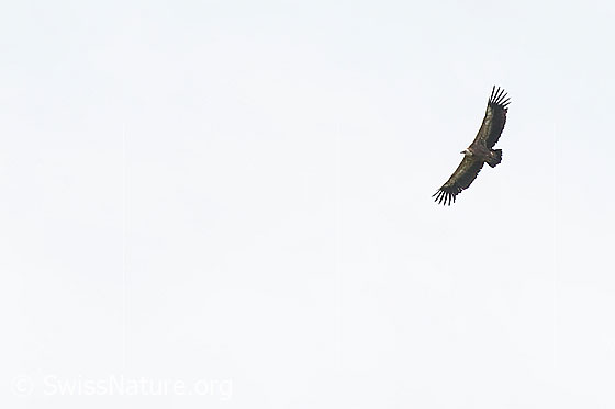Foto: Gänsegeier (Gyps fulvus) im Flug. Ansicht von schräg unten.