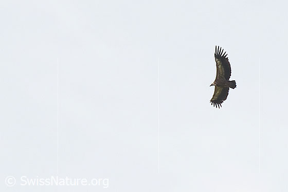 Photo: Gyps fulvus in flight. View from the side below.