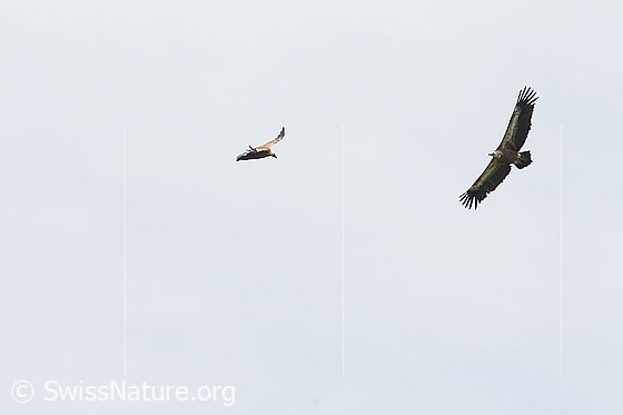 Photo: Two circling Gyps fulvus.