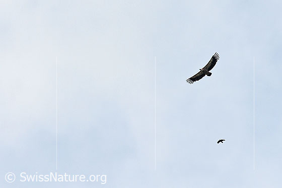 Photo: Gyps fulvus is observed in flight by a smaller bird.