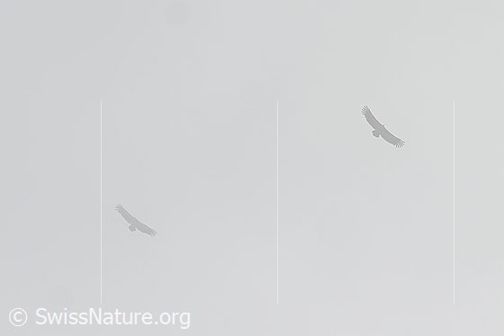 Photo: Two Gyps fulvus flying in the fog.
