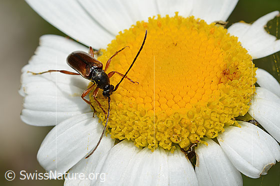 Foto: Tabakfarbiger Schmalbock (Alosterna tabacicolor) auf Gewöhnlicher Wiesen-Margerite (Leucanthemum vulgare). Länge 8mm. Ansicht von vorne oben.