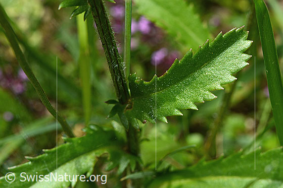 Photo: Leucanthemum vulgare. Stem and leaves.