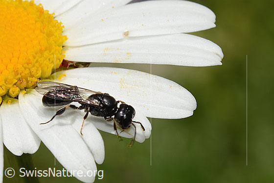 Crossocerus leucostoma (Grabwespe) auf Gewöhnlicher Wiesen-Margerite (Leucanthemum vulgare)