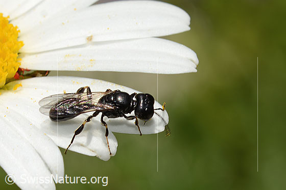Foto: Wahrscheinlich Crossocerus leucostoma (Grabwespe) auf Gewöhnlicher Wiesen-Margerite (Leucanthemum vulgare). Länge 8 - 10mm. Ansicht von der Seite.