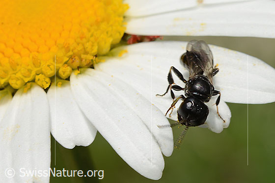 Photo: Probably Crossocerus leucostoma on Leucanthemum vulgare. Length 8 - 10mm. View from the front oben.