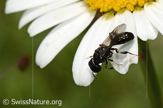 Foto: Wahrscheinlich Crossocerus leucostoma (Grabwespe) auf Gewöhnlicher Wiesen-Margerite (Leucanthemum vulgare). Länge 8 - 10mm. Ansicht von seitlich oben.