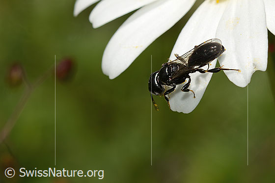 Foto: Wahrscheinlich Crossocerus leucostoma (Grabwespe) auf Gewöhnlicher Wiesen-Margerite (Leucanthemum vulgare). Länge 8 - 10mm. Ansicht von hinten oben.