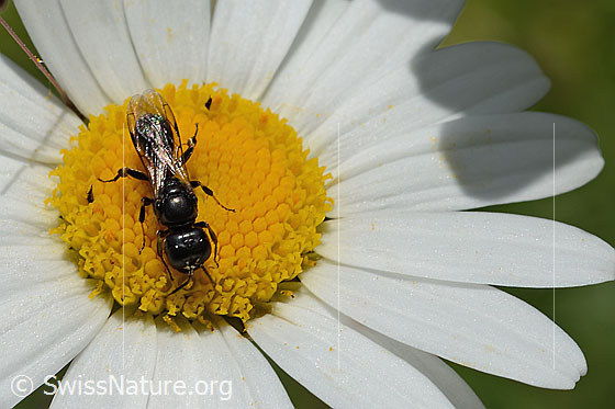 Foto: Wahrscheinlich Crossocerus leucostoma (Grabwespe) auf Gewöhnlicher Wiesen-Margerite (Leucanthemum vulgare). Länge 8 - 10mm. Ansicht von oben.
