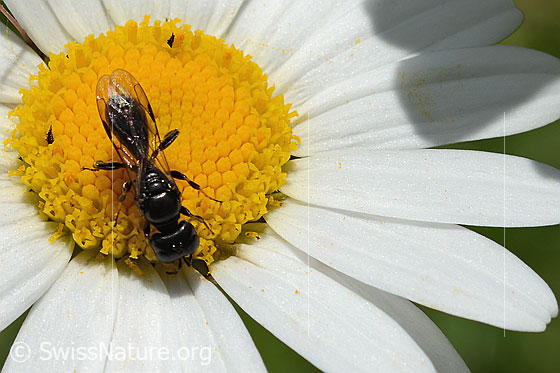 Foto: Wahrscheinlich Crossocerus leucostoma (Grabwespe) auf Gewöhnlicher Wiesen-Margerite (Leucanthemum vulgare). Länge 8 - 10mm. Ansicht von oben.