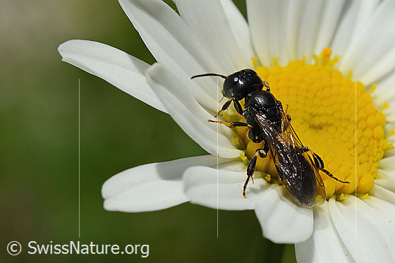 Photo: Probably Crossocerus leucostoma on Leucanthemum vulgare. Length 8 - 10mm. View from diagonally behind at the top.
