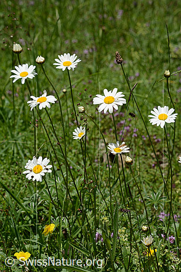Photo: Gewöhnliche Wiesen-Margerite. Whole plant.
Lat.: Leucanthemum vulgare
Family: Asteraceae
Subfamily: Asteroideae
Genus: Leucanthemum