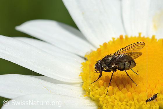Foto: Wahrscheinlich Limnophora triangula (Fliege) auf Gewöhnlicher Wiesen-Margerite (Leucanthemum vulgare). Länge 3 - 5mm. Weibchen. Ansicht von der Seite.