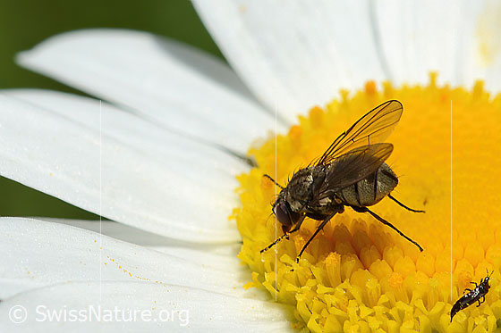 Photo: Probably Limnophora triangula on Leucanthemum vulgare. Length 3 - 5mm. Female. View from side back.
