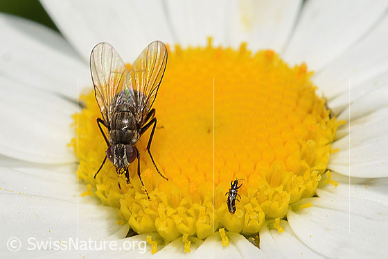 Limnophora triangula (Fliege) auf Gewöhnlicher Wiesen-Margerite (Leucanthemum vulgare)