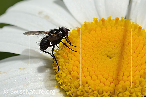 Photo: Phania funesta on Leucanthemum vulgare. Length 6mm. View from the side.