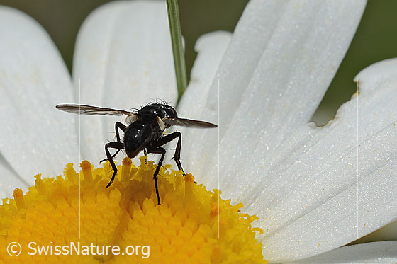 Photo: Phania funesta on Leucanthemum vulgare. Length 6mm. View diagonally from behind.