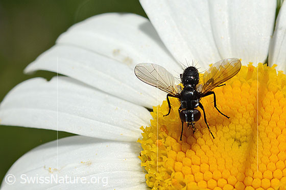 Foto: Erdwanzenfliege (Phania funesta) auf Gewöhnlicher Wiesen-Margerite (Leucanthemum vulgare). Länge 6mm. Ansicht von vorne oben.