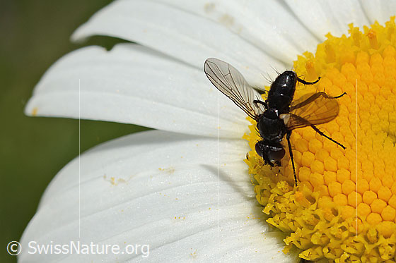 Foto: Erdwanzenfliege (Phania funesta) auf Gewöhnlicher Wiesen-Margerite (Leucanthemum vulgare). Länge 6mm. Ansicht von oben.