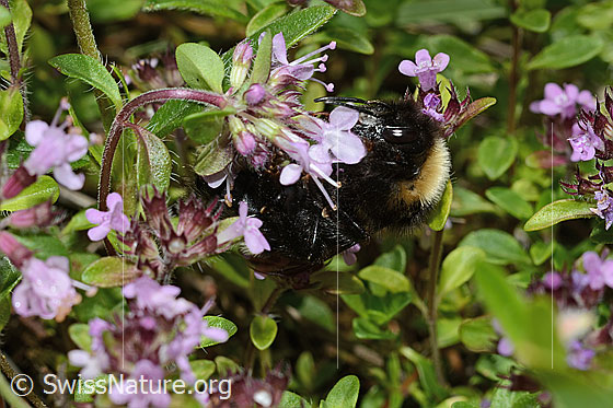 Wald-Kuckuckshummel (Bombus sylvestris) auf Vielhaarigem Thymian (Thymus praecox ssp. polytrichus)