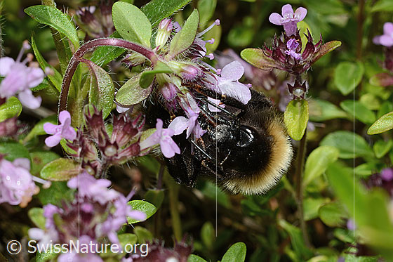 Photo: Bombus sylvestris on Thymus praecox ssp. Polytrichus. Length 10 - 15mm. Female. View from the front.