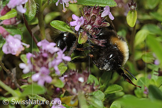 Photo: Bombus sylvestris on Thymus praecox ssp. Polytrichus. Length 10 - 15mm. Female. View from the front.