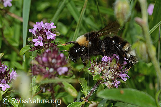 Photo: Bombus sylvestris on Thymus praecox ssp. Polytrichus. Length 10 - 15mm. Female. View from the side.
