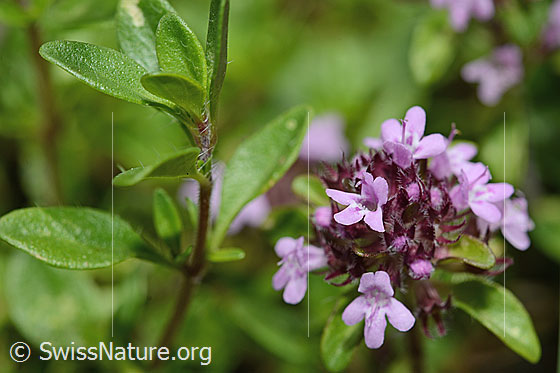 Foto: Vielhaariger Thymian (Thymus praecox ssp. polytrichus). Blüten.