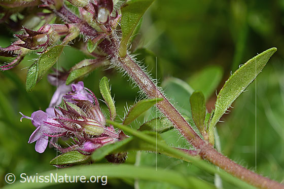Photo: Thymus praecox ssp. Polytrichus. Stem.