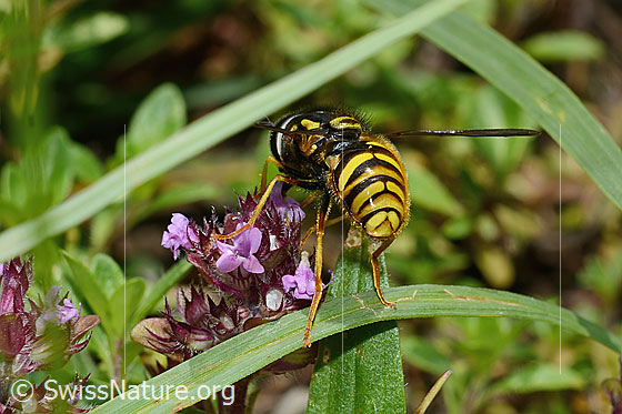 Foto: Gemeine Wespenschwebfliege (Chrysotoxum cautum) auf Vielhaarigem Thymian (Thymus praecox ssp. polytrichus). Länge 10 - 15mm. Männchen. Ansicht von hinten.
